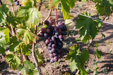 Bunch of the blue grape on a grapevine on the vineyard in sunny morning