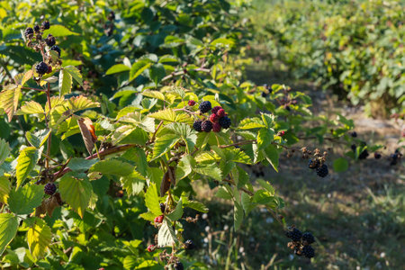 Branch of the cultivated dewberry with clusters of the ripe and unripe berries on a field in sunny morningの写真素材