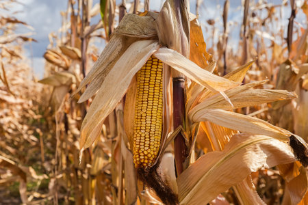Ripe corn ear on the dry stem close-up against the other stems on the corn field at windy sunny day