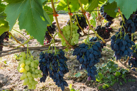 Bunches of the blue and white grape on a grapevine on the vineyard in sunny morning backlitの写真素材