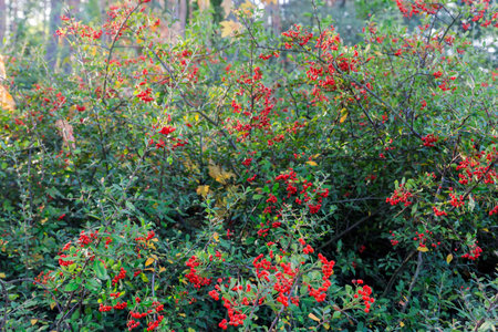 Bush of firethorn, species Pyracantha coccinea with red berries and evergreen leaves in park in...