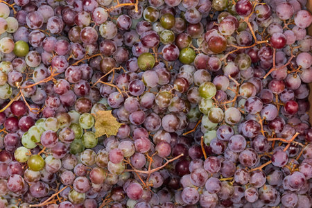 Freshly harvested clusters of the table blue with white grapes in a container, top view of fragment close-upの写真素材