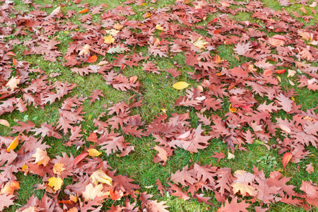 Fallen autumn multicolored leaves and acorns of the northern oak on the grass of the lawn in overcastの写真素材