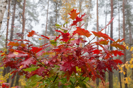 Branches of the red oak, or northern oak with wet bright red leaves in forest in overcast weather, view close-up in selective focus on a blurred backgroundの写真素材