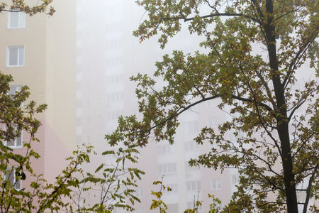 Fragment of the trunk and branches of the white oak with autumn leaves in overcast morning on a background of the multistory buildings facades in thick fogの写真素材