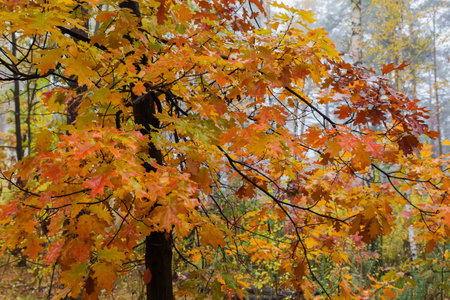 Branches of the red oak, or northern oak with wet bright red, yellow and green leaves in forest in...