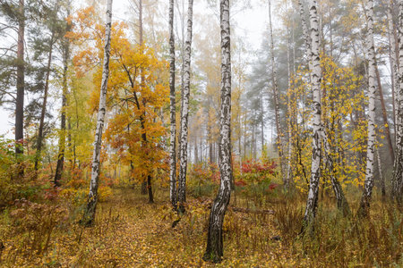 Section of the deciduous and coniferous forest at autumn overcast foggy morningの写真素材