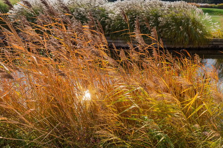 Thicket of dry yellowing water reeds and silvergrass on the shores of the small pond in sunny autumn dayの写真素材