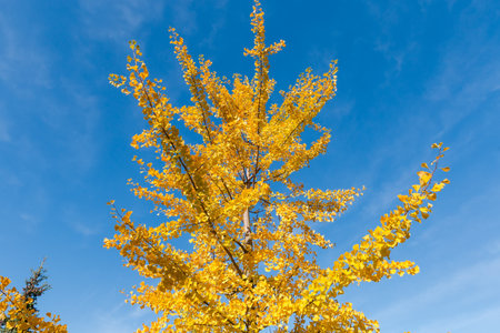 Top of the Ginkgo biloba tree, also known as maidenhair tree with bright yellow autumn leaves against of the blue sky,  view from bottom to topの写真素材