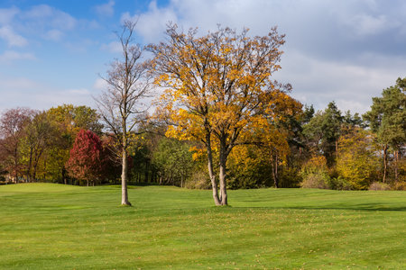 Two old maples with partly fallen autumn leaves standing separately on the big lawn on a background of the distant forest and skyの写真素材