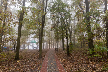 Path in park paved with stone paving tiles among the oaks with autumn leaves on both sides in foggy morningの写真素材