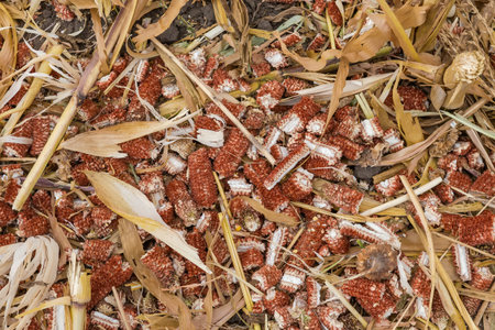 Crushed dry corn cobs among the shredded stems on the soil on the corn field after a harvesting with a combine harvester, top view in overcast dayの写真素材