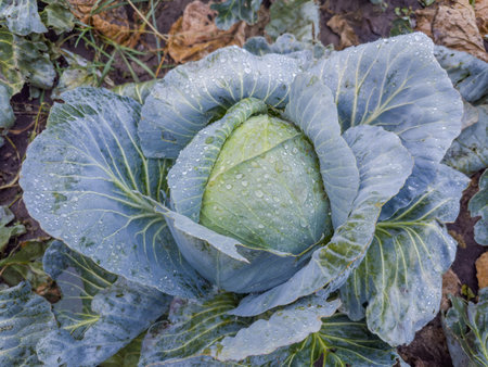 Wet head of the white cabbage of late variety covered with water drops on the field in overcast morning after a rain, fragment close-upの写真素材