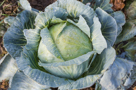 Wet head of the white cabbage of late variety covered with water drops after a rain on the field in the morning light, top viewの写真素材