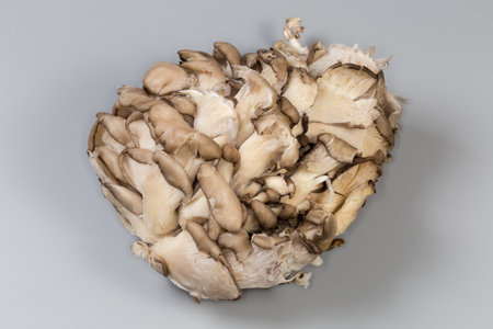 Cluster of the cultivated raw oyster mushrooms on a gray backgroundの写真素材