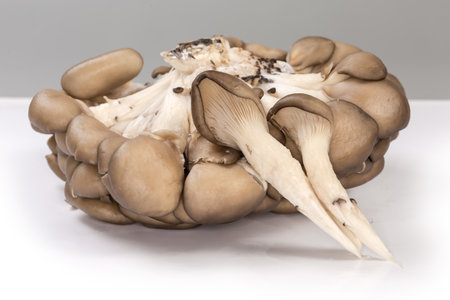 Two freshly harvested cultivated raw oyster mushrooms against the cluster of the same mushrooms on a white surface, side view close-up in selective focusの写真素材