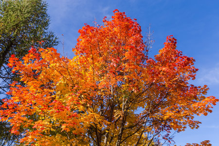 Top of the maple with bright red and yellow autumn leaves against of the blue skyの写真素材