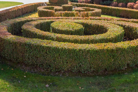 Ornamental trimmed shrubs of boxwood planted in spiral shape with clipped flat tops and sides in...