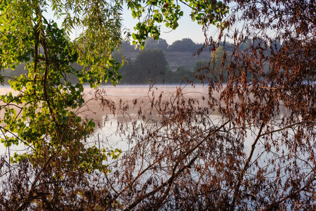 Willows and poplars branches hanging down above the pond and branches with withered leaves in water on a foreground in summer sunny morningの写真素材