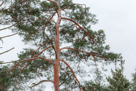 Top part of the old pine in winter, bottom-up view along the trunk against the cloudy skyの写真素材