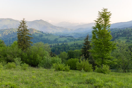 Mountain ridges overgrown with forests and mountain meadows, tall trees on a foreground in spring sunny morning in Carpathian Mountainsの写真素材
