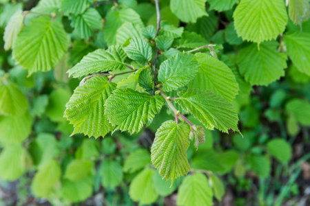Branch of the hornbeam, species of Carpinus betulus, or common hornbeam with green leaves on a blurred background of other branches in overcast morningの写真素材