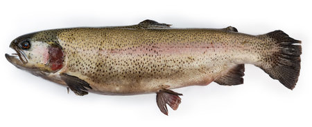 Whole chilled carcass of the fresh raw rainbow trout lying on its side on a white background, panoramic viewの写真素材