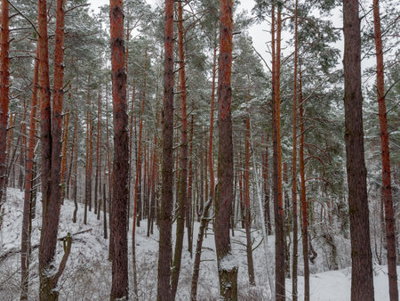Hilly section of the winter pine forest covered with snow after a snowfall in overcast weatherの写真素材