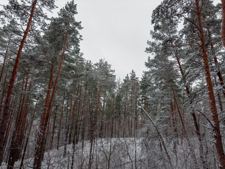 Fragment of the winter pine forest with deciduous bushes on a foreground covered with snow after a snowfall in overcast weatherの写真素材