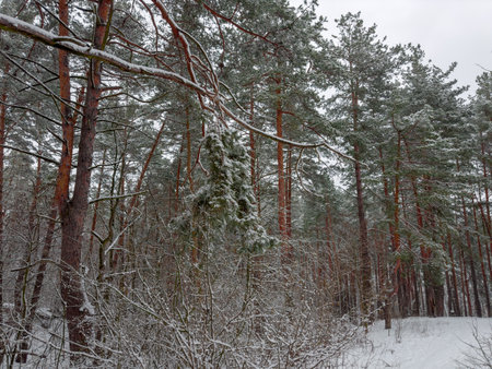 Fragment of the winter pine forest with deciduous bushes on a foreground covered with snow after a snowfall in overcast weatherの写真素材