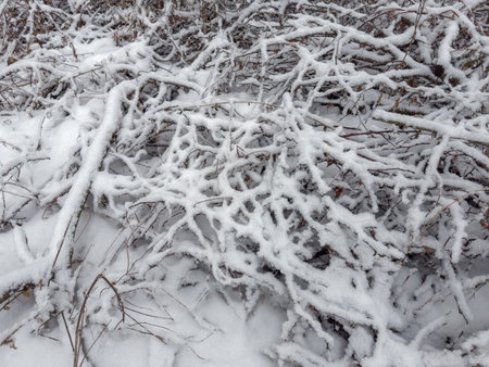 Dense thickets of bushes and different plants with stems and branches covered with snow in forest after a snowfall in overcast weatherの写真素材