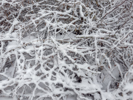 Dense thickets of bushes and different plants with stems and branches covered with snow in forest after a snowfall in overcast weatherの写真素材