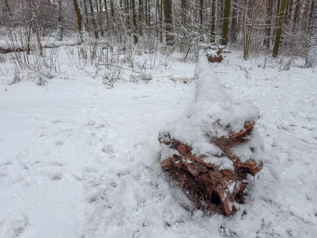 Section of the forest with uprooted fallen tree covered with snow on a foreground in a forest in winter overcast dayの写真素材