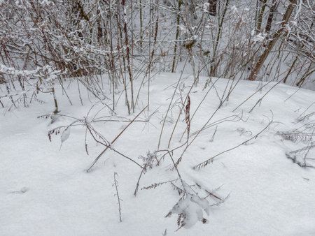 Fragment of the glade in forest with high dry stems of grass covered with fluffy snow after a snowfall against the bushes in overcast weatherの写真素材