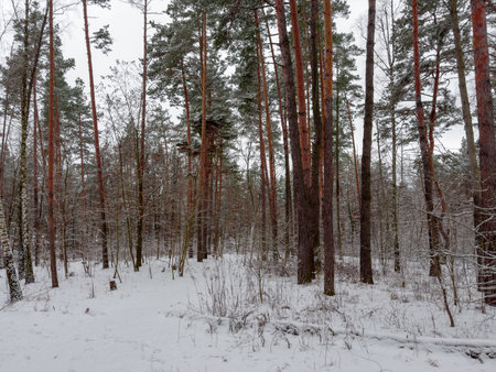 Fragment of the winter pine forest with deciduous trees and bushes with fallen tree on a foreground covered with snow in overcast weatherの写真素材