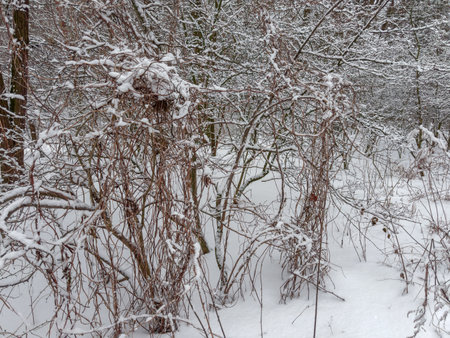 Dense bushes overgrown with different dry climbing plants covered with snow after a snowfall in a forest in overcast weatherの写真素材