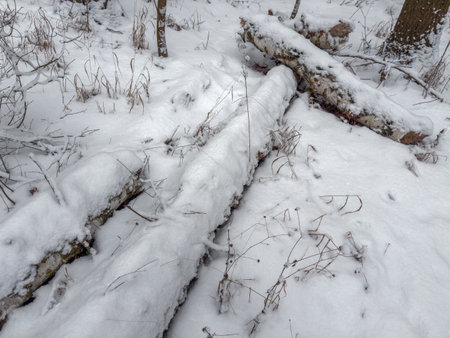 Section of the forest with fallen trees covered with snow on a foreground in a forest in winter overcast dayの写真素材