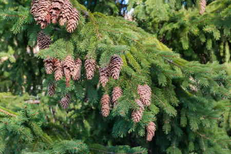 Branches of the old spruce tree with lot of cones in sunlight on a blurred background of the rest part of tree, close-up in selective focusの写真素材