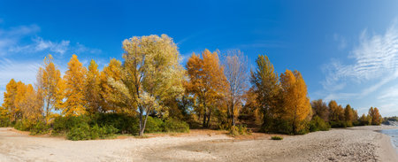 Poplars, willows and other trees and bushes with autumn leaves on sandy river bank against the sky in sunny windy day, wide panoramic viewの写真素材
