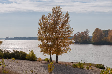 Two poplars with bright autumn leaves growing on the sandy river bank on a background of the forested opposite bank and partly cloudy sky backlitの写真素材