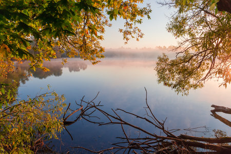 Pond with calm water, rising fog above the water and hanging branches of different trees on a...