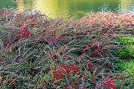 Bush of the Berberis thunbergii, also known as Japanese barberry, or red barberry with green and...
