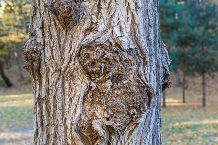 Fragment of the gnarled knotted trunk of the old deciduous tree close-up in shade on a blurred...