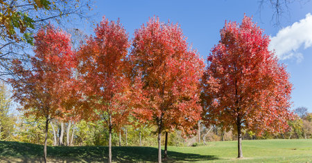 Group of Acer rubrum trees, also known as red maples with bright red autumn leaves growing on a lawn...