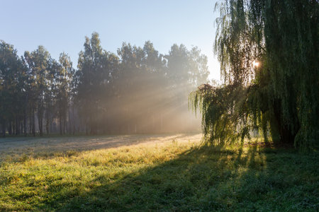 Old willow growing on the edge of lawn in park and sun beams in a fog from behind of the this willow...