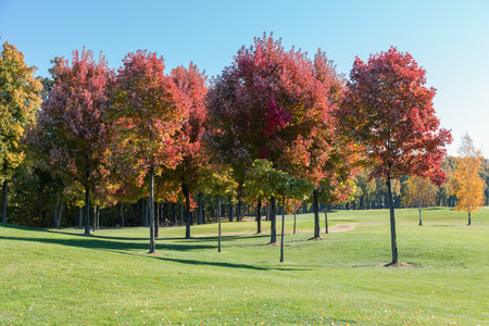 Group of Acer rubrum trees, also known as red maples with bright red autumn leaves growing on a lawn edge against the forest and sky in park in sunny dayの写真素材