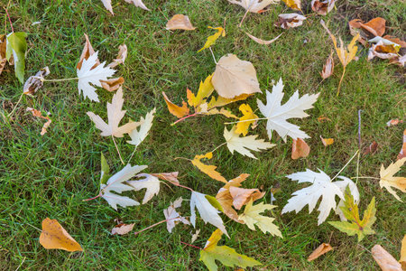 Fallen leaves of the silver maple lie on lawn among the fallen leaves of other trees in autumn park in overcast morningの写真素材