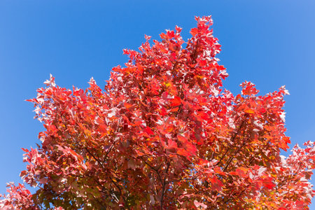 Top of Acer rubrum tree, also known as red maple with bright red autumn leaves on a background of clear sky, bottom up view in sunny dayの写真素材