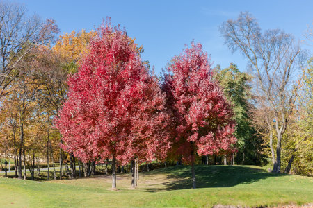 Group of Acer rubrum trees, also known as red maples with bright red autumn leaves growing on a lawn edge against the forest and sky in park in sunny dayの写真素材