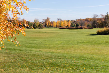 Large glade covered with low grass against distant forest and clear sky with blurred branches of birches on a foreground located on the left in park at autumn sunny dayの写真素材
